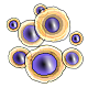Стволовые клетки